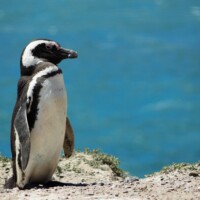 LINUX Linux-Daw-VST